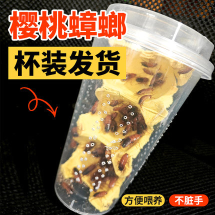 杯装樱桃蟑螂活虫饲料幼体蜥蜴角蛙守宫乌龟龙鱼活体饵饲料包活