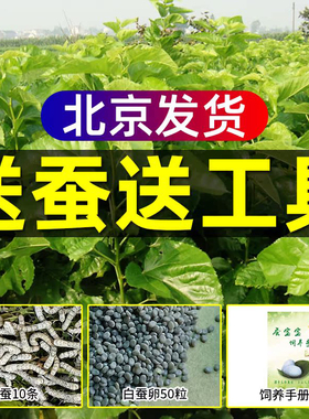 北京同城新鲜嫩桑叶天然活体彩色小蚕宝宝学生蚕卵养蚕套装桑树叶