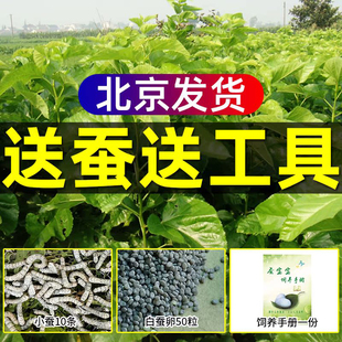 桑树叶 北京同城新鲜嫩桑叶天然活体彩色小蚕宝宝学生蚕卵养蚕套装