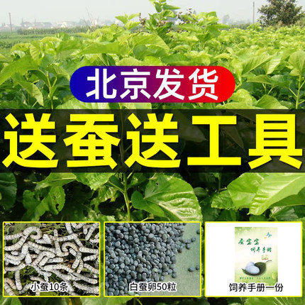 北京同城新鲜嫩桑叶天然活体彩色小蚕宝宝学生蚕卵养蚕套装桑树叶