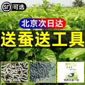 北京同城新鲜嫩桑叶天然活体彩色小蚕宝宝学生蚕卵养蚕套装 桑树叶