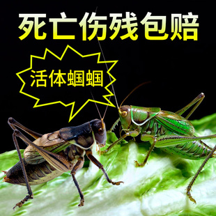 蝈蝈活鸣虫新脱活虫 虫笼子叫罐饲料鸣虫高端铁皮叫蝈蝈食物