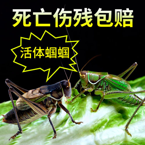 蝈蝈鸣虫新脱笼子饲料高端铁皮