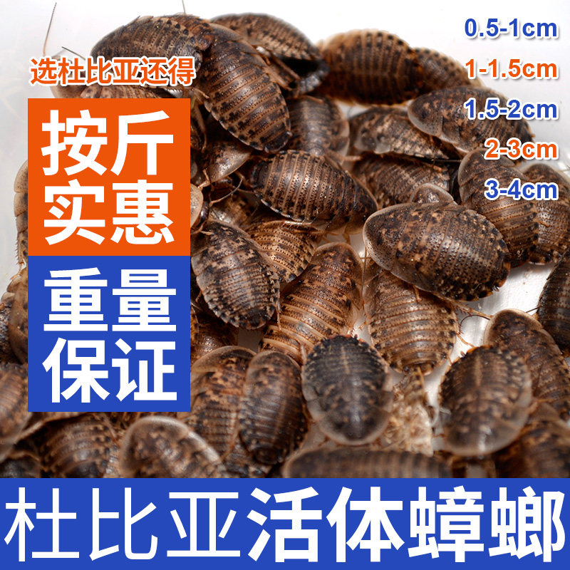 杜比亚蟑螂活体幼体亚成各种重量守宫蜥蜴龙鱼开口饲料包活包邮