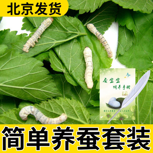 简单养蚕套装活蚕学生养蚕日记小蚕饲料新鲜嫩桑叶蚕卵蚕籽鲜桑叶