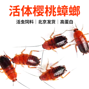 樱桃蟑螂活虫幼体蜥蜴角蛙守宫乌龟龙鱼活体饵饲料包活爬虫食物