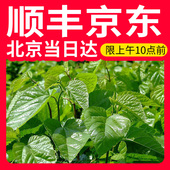 速发新鲜桑叶蚕宝宝饲料小蚕鲜嫩现摘桑叶养蚕专用 包邮 顺丰 京东