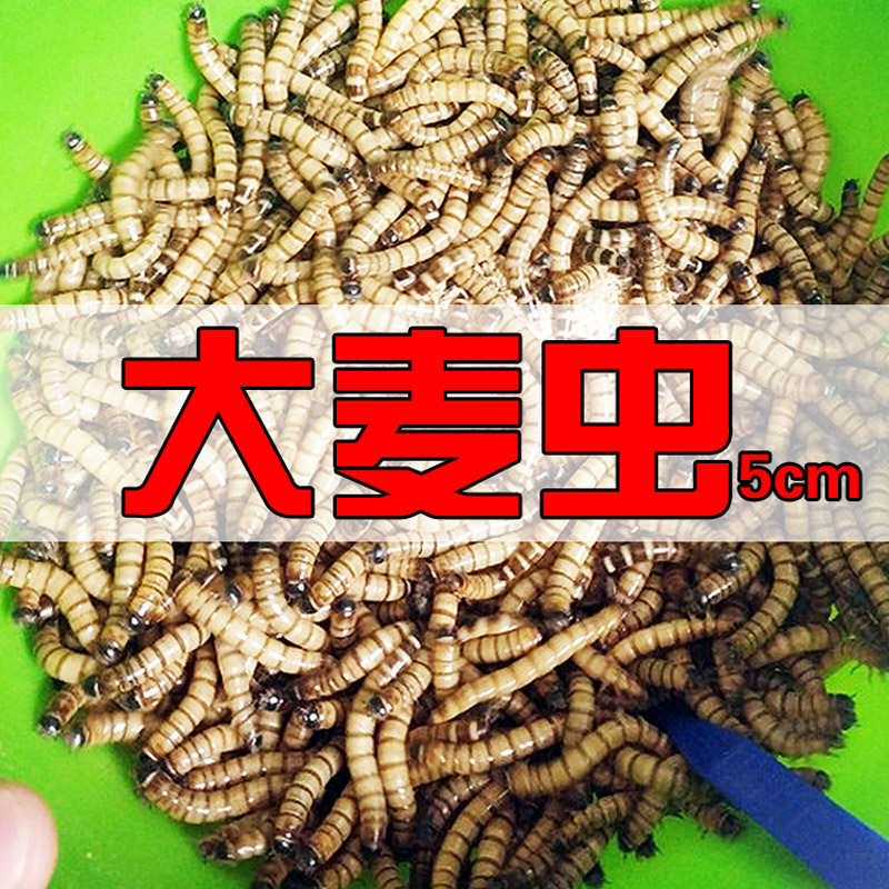 大麦虫活虫营养高蛋白 龙鱼守宫刺猬蜘蛛蝎子仓鼠活体宠物龟饲料
