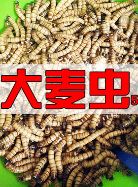 大麦虫活虫营养高蛋白 龙鱼守宫刺猬蜘蛛蝎子仓鼠活体宠物龟饲料
