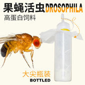 果蝇活虫高蛋白活物螳螂食物树蛙活体饲料跳蛛蚂蚁饲料幼体食物