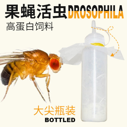 果蝇活虫高蛋白活物螳螂食物树蛙活体饲料跳蛛蚂蚁饲料幼体食物