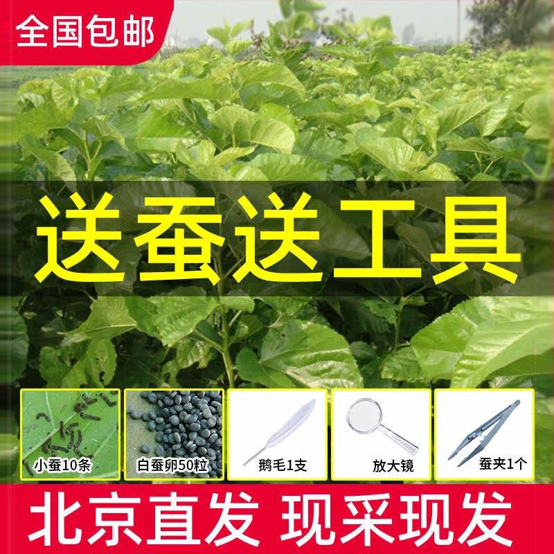 鲜桑叶新鲜500g嫩叶现摘学生养蚕专用蚕桑蚕宝宝饲料食用桑树叶大