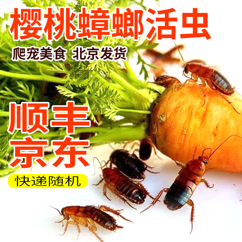 顺丰京东樱桃蟑螂活虫幼体蜥蜴角蛙守宫乌龟龙鱼活体饵饲料包活