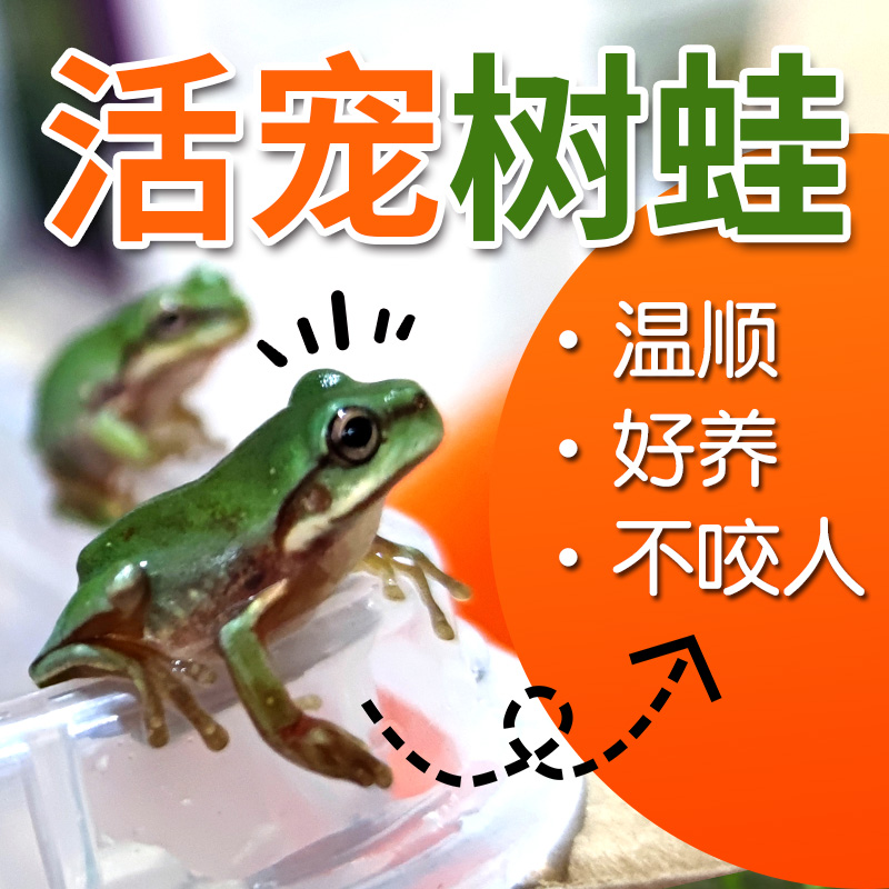 姥爺樹蛙兩棲活體爬寵