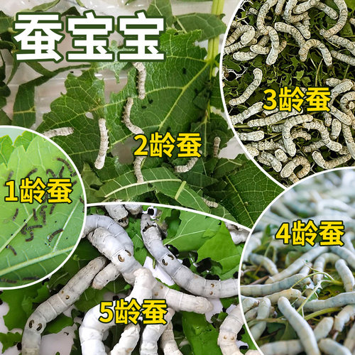 新鲜桑叶活体蚕宝宝一二三健康