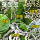 新鲜桑叶活体蚕宝宝一二三龄健康蚕宝宝桑蚕小蚕春蚕北京发货包活