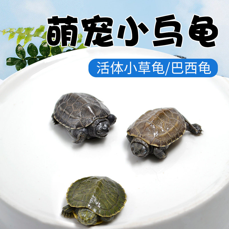 彩色地图活体宠物草龟巴西龟
