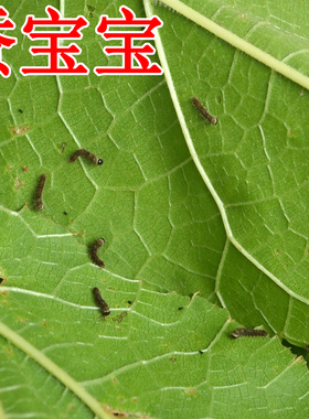 活体蚕宝宝二三龄健康蚕宝宝桑蚕小蚕春蚕3毛一只北京发货包活