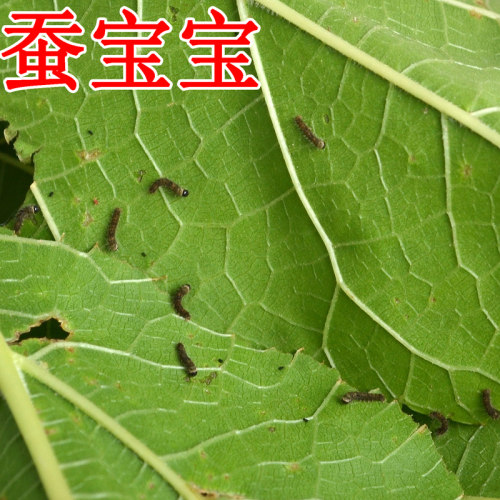 活体蚕宝宝二三健康3毛一只北京