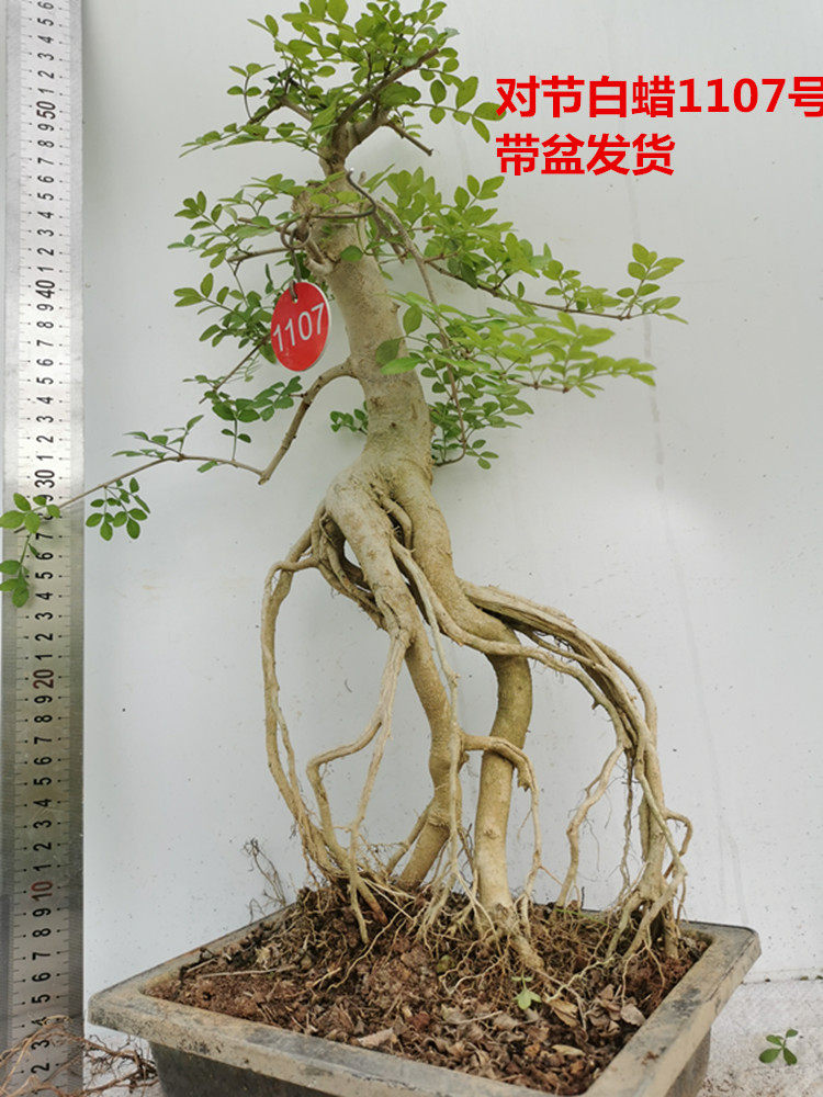 对节白蜡盆景高提根根抱石成型一物一拍悬崖老桩怪桩实物带盆包邮