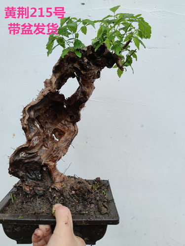 黄荆小型迷你盆景老桩舍利
