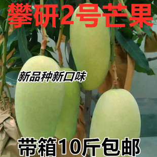 攀枝花芒果攀研二号攀育2号大椰香青芒当季新鲜特色水果现摘现发
