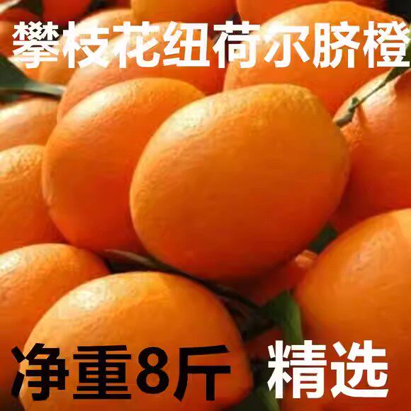 攀枝花纽荷尔脐橙柳橙现货新鲜现季非赣南橙子甜橙大果当季鲜水果