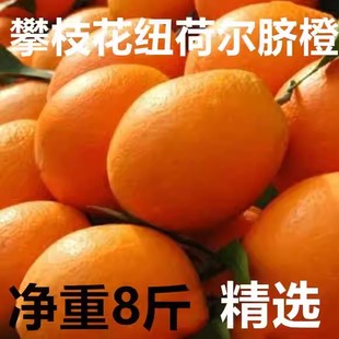 攀枝花纽荷尔脐橙柳橙现货新鲜现季非赣南橙子甜橙大果当季鲜水果