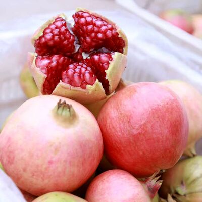 攀枝花大田突尼斯大果软籽石榴