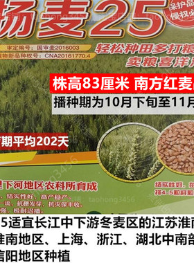 国审优质小麦种子扬麦25高产浙江苏安徽淮南上海湖北中南地区品种
