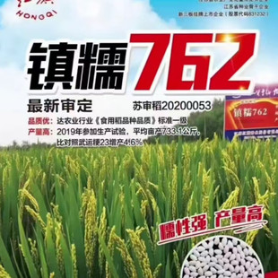 高产水稻种子糯稻种子镇糯762优质圆粒稻谷种子抗倒江苏安徽浙江