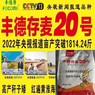 优质高产强筋冬小麦种子耐旱大穗