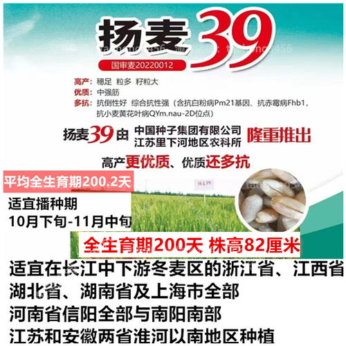 优质国审小麦种子扬麦39抗寒高产