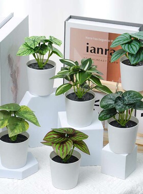 仿真植物家居迷你小盆栽绿植假