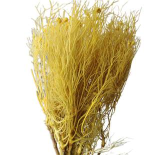 家居网草永生柔丝红花摆件装饰梦幻束ins龙须草小花清新客厅摆设