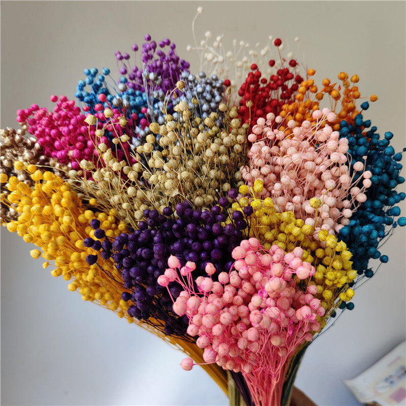 云南富贵豆干花永生花