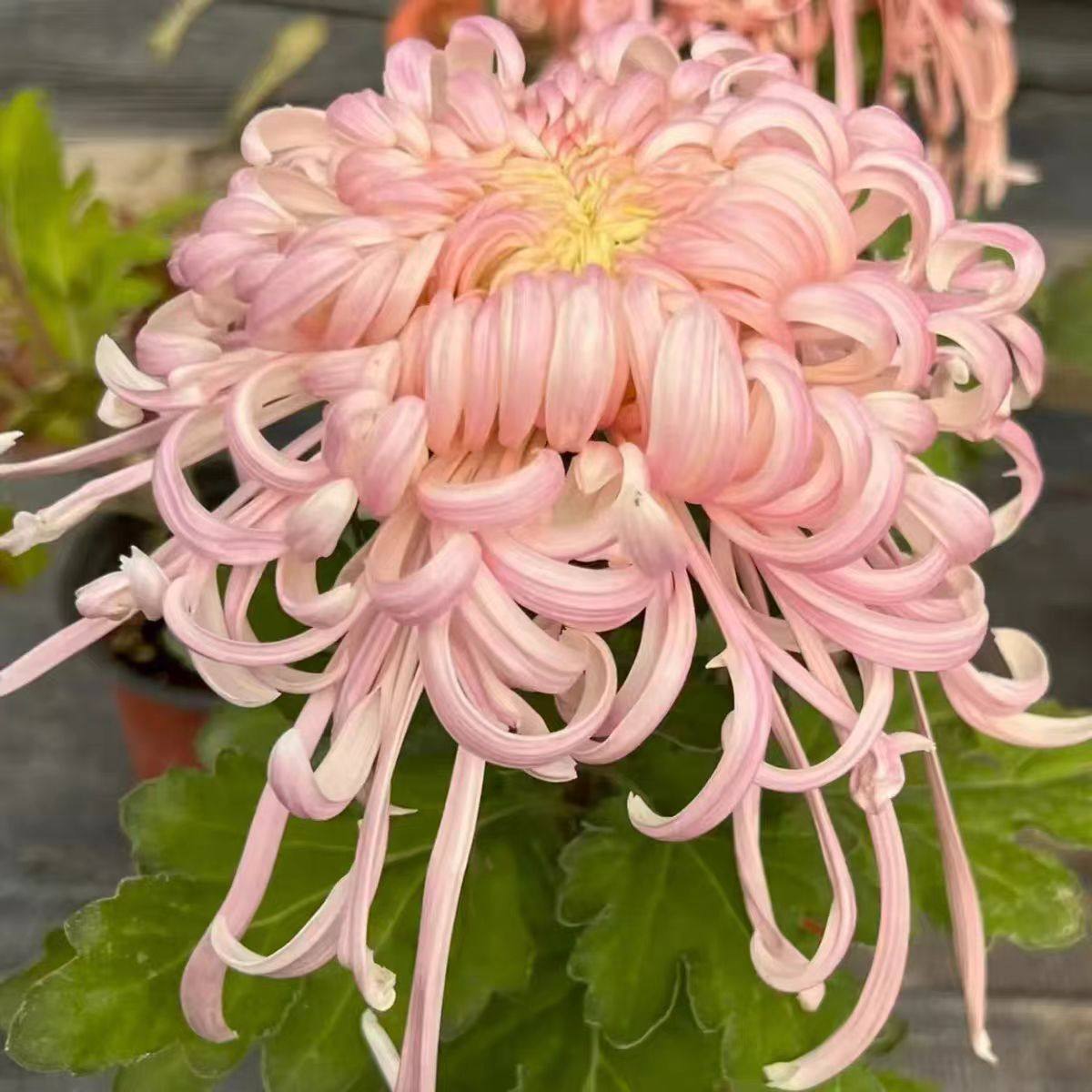 【带花苞】盘龙嫦娥菊花盆栽好养菊花类