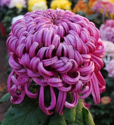 紫国华国华大花盆栽菊花苗室内外阳台花卉好养