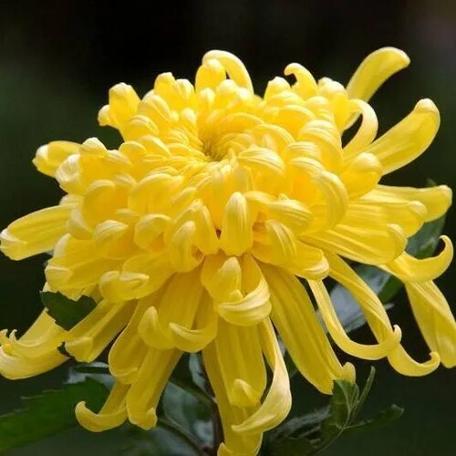 【带花苞】黄绣球盆栽菊花苗大花型菊花盆栽基地直销包对版阳台庭