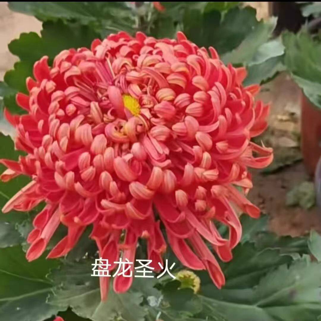 【带花苞】盘龙圣火菊花苗盆栽带菊花类