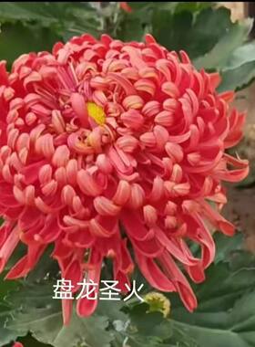【带花苞】盘龙圣火菊花苗盆栽带花苞耐寒花卉植物阳台好养易活