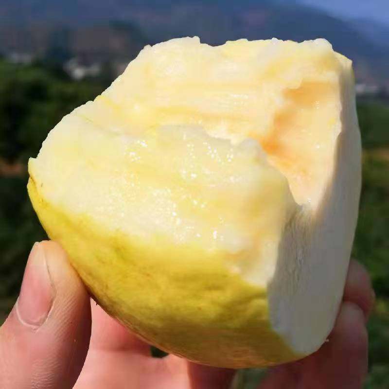 广西番石榴软糯香甜水果新鲜