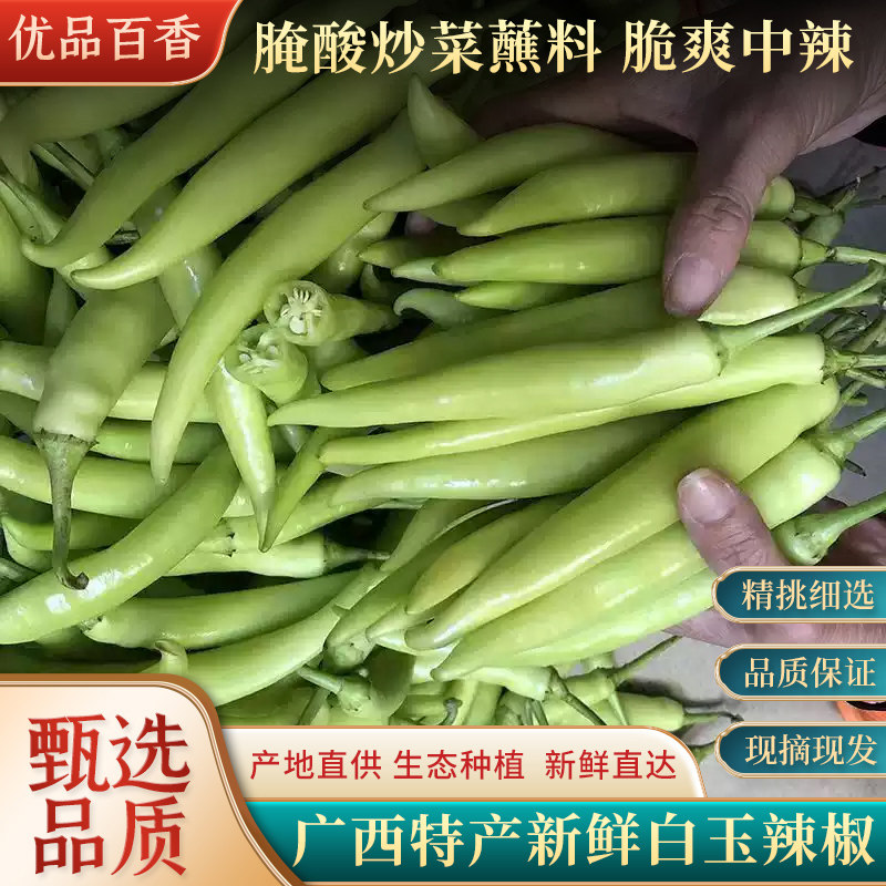 广西白玉辣椒脆辣椒现摘新鲜辣椒其它