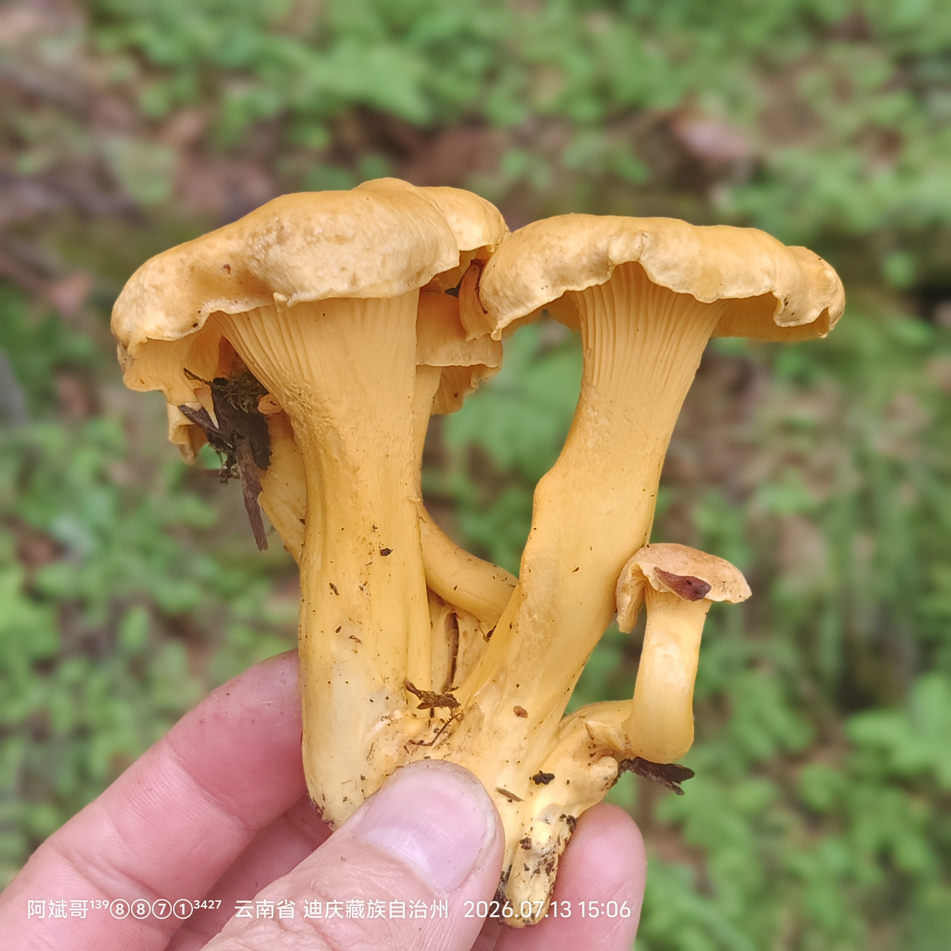 纯野生鸡油菌2026年香格里拉特产新鲜食用菌鸡油蘑鸡蛋黄菌顺丰