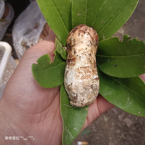 松茸每日价不同下单先询价】3-5cm新鲜松茸云南香格里拉特产现货