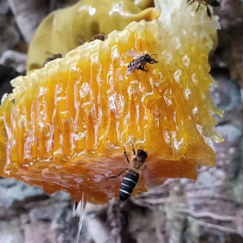云南野生崖蜜岩蜜深山纯正天然百花蜜米团花黑蜜土蜂蜜药蜜500g