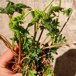 小春花一朵云破天云阴地蕨独立金鸡散血叶云南野生中药材
