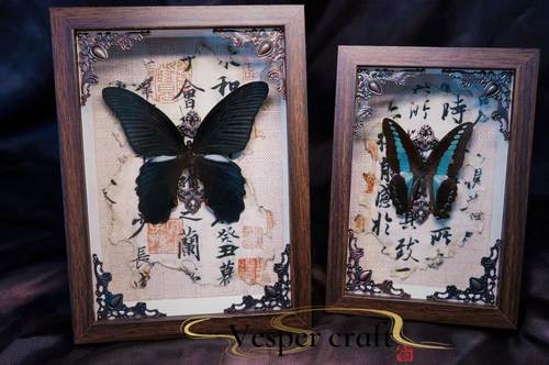 vesper真蝴蝶标本新中式古风原创