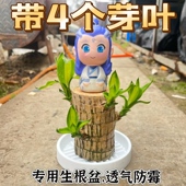 巴西木带芽孢幸运木水培植物室内水养绿植盆栽 带叶多芽发货