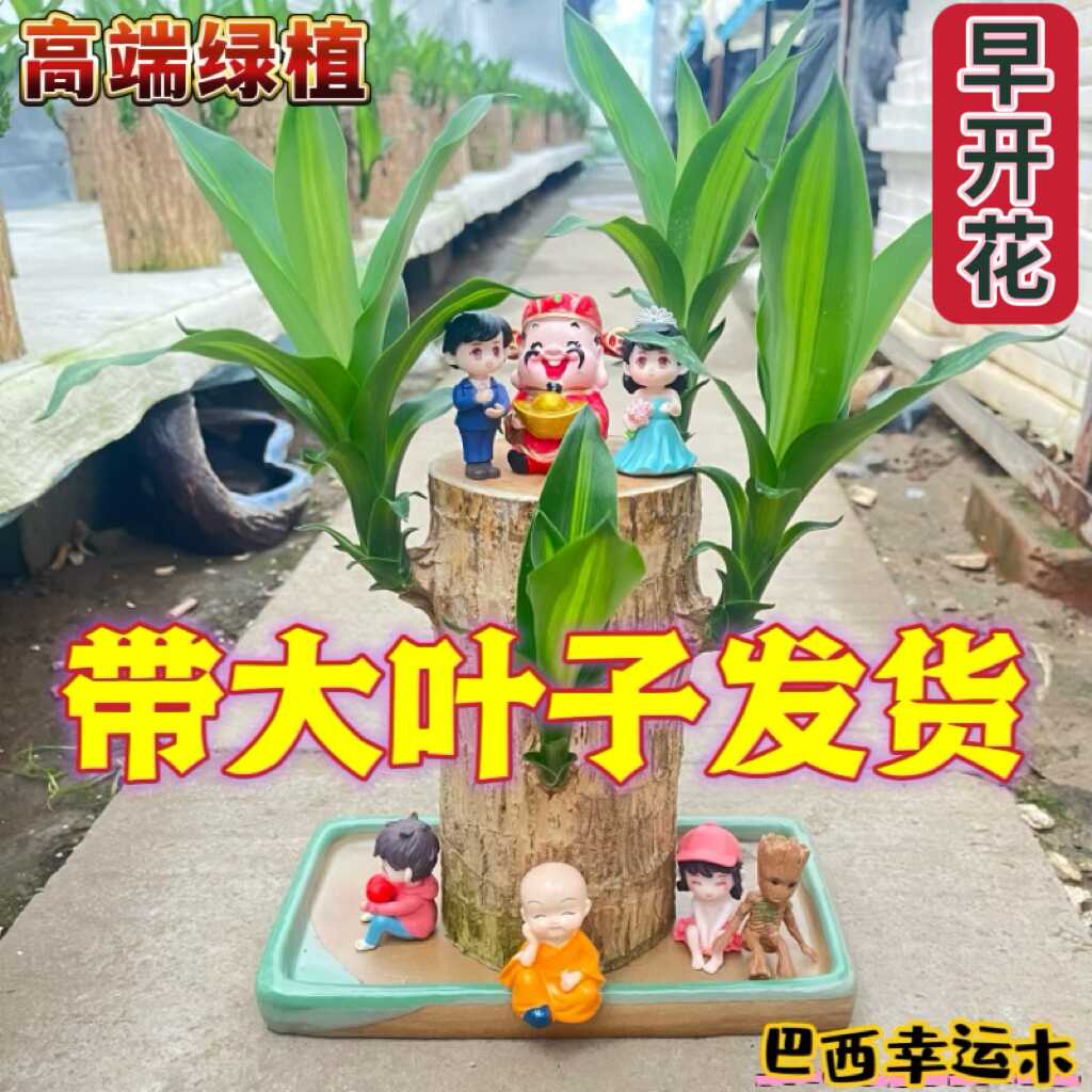 【大叶巴西木】带芽带叶发货可开花幸运木礼物情侣情人节室内好养